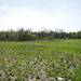 The Water Street site, pictured here on Friday, May 3, is the largest piece of vacant land owned by the city of Ypsilanti. Daniel Brenner I AnnArbor.com